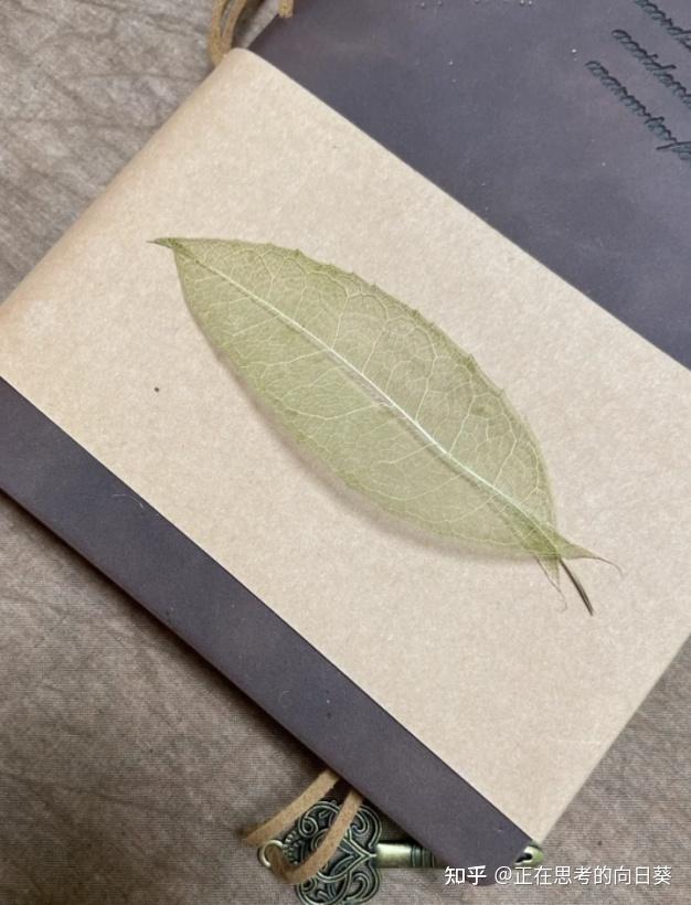 diy树叶脉络书签95看清生命的脉络 - 知乎