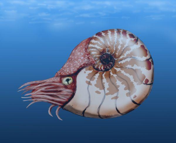 巨型鹦鹉螺 人工饲养图片