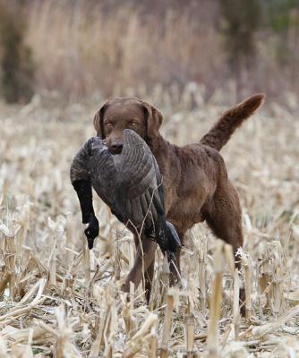 dsppet: 尋回犬(retrievers),是槍獵犬的一類,主要是用來取回鳥或者