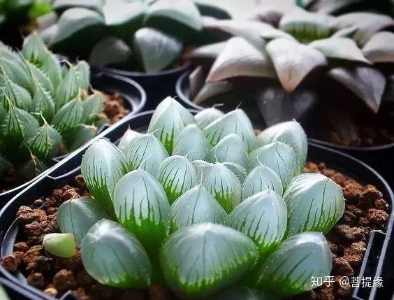 天价!天价!名贵植物排行,令人大开眼界-名贵植物图片