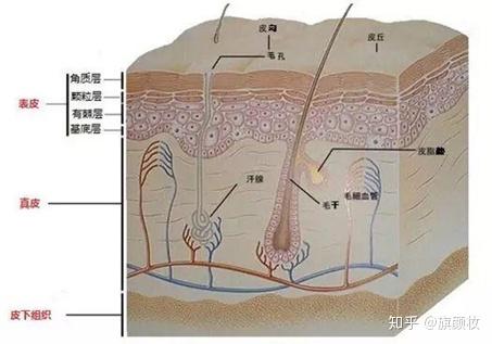 天然保湿因子(nmf):皮肤保湿的小棉袄