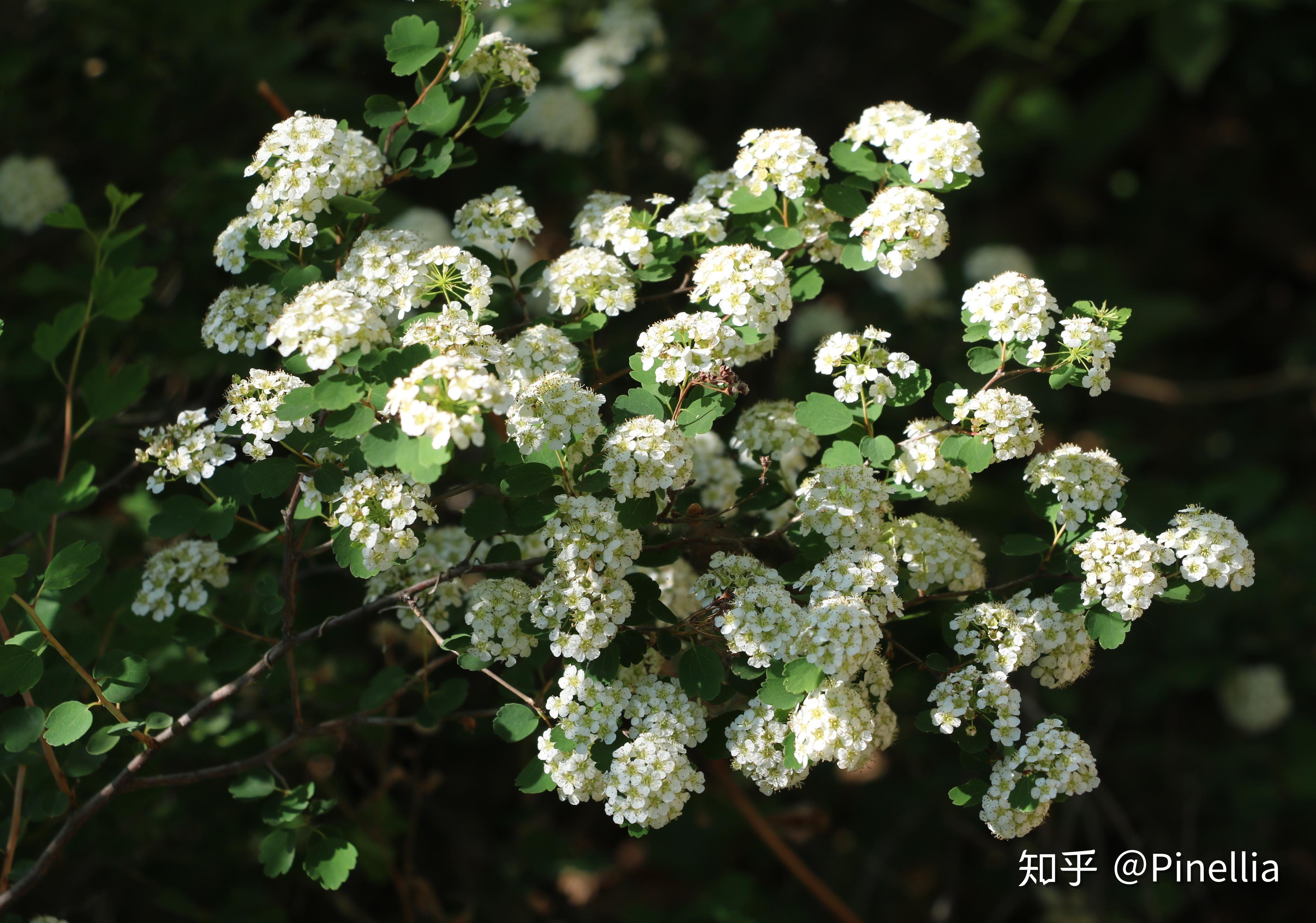 20. 土莊繡線菊(spiraea pubescens),薔薇科繡線菊屬21.