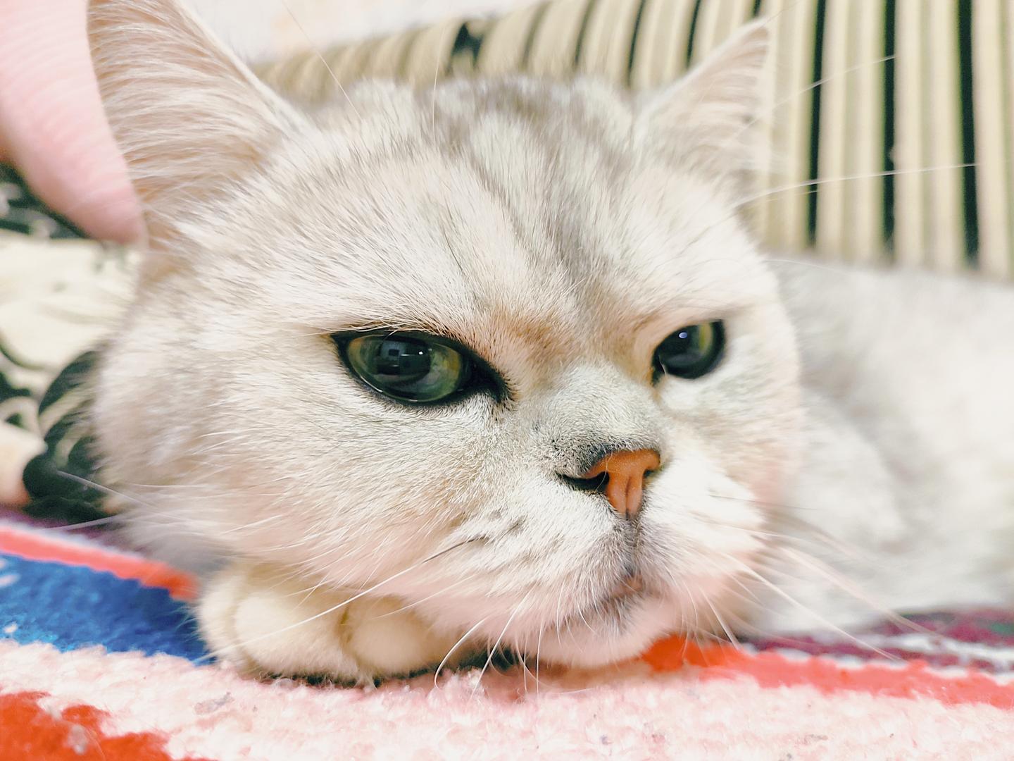 一岁多的猫子领回家后真的不亲人吗 猫子一定要从小养才亲人 是时候放大招了 知乎 一岁多的猫子领回家后真的不亲人吗 猫子一定要从小养才亲人 是时候放大招了 知乎