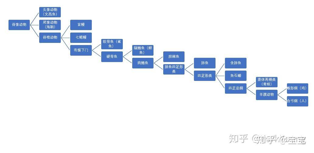 生物进化树整理 - 知乎