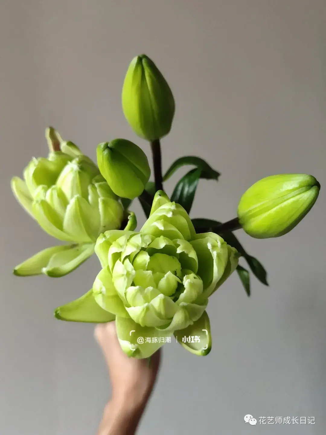 4 | 绿精灵百合,铁头归铁头,但美是真的!