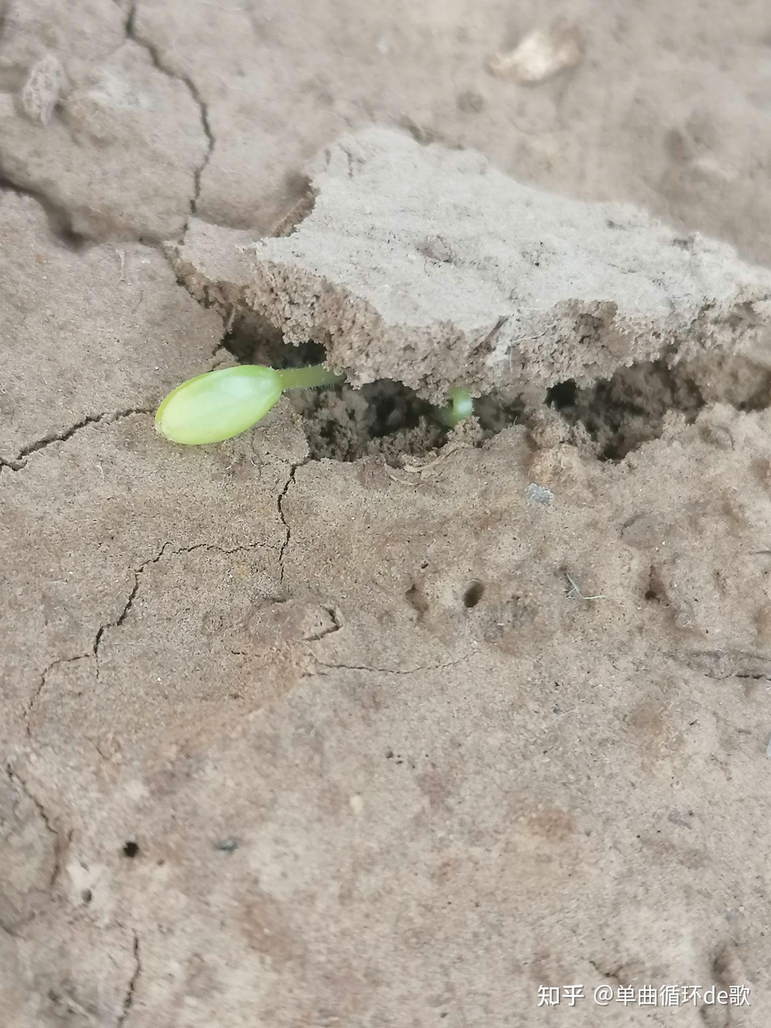 破土而出的生命力