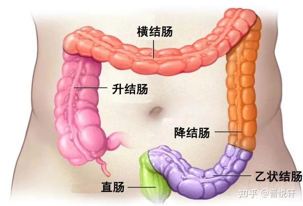 降结肠硬硬的图片