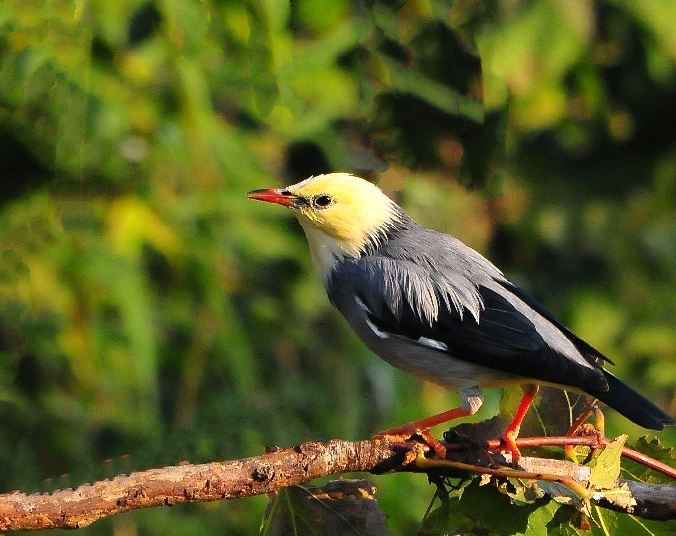 丝光椋鸟 - 知乎