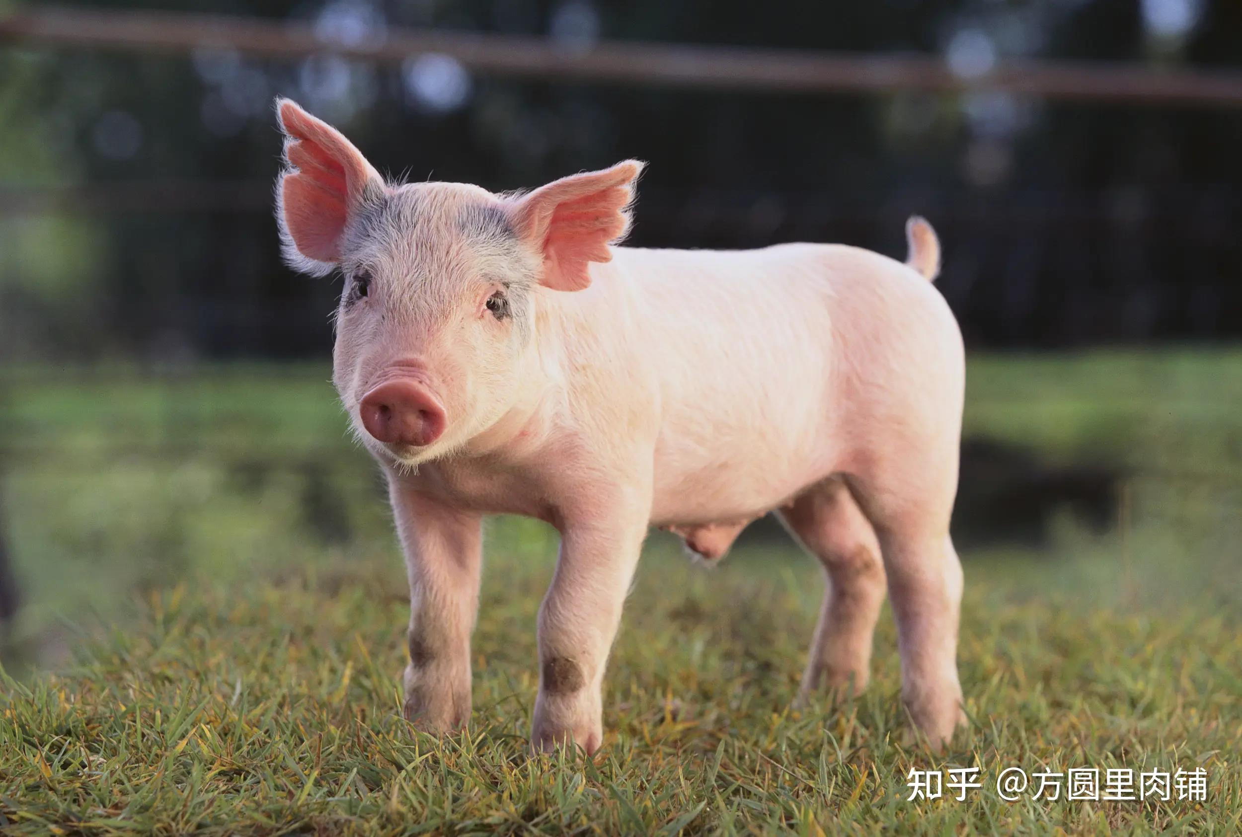 方圆里小课堂丨养猪小技巧 - 知乎
