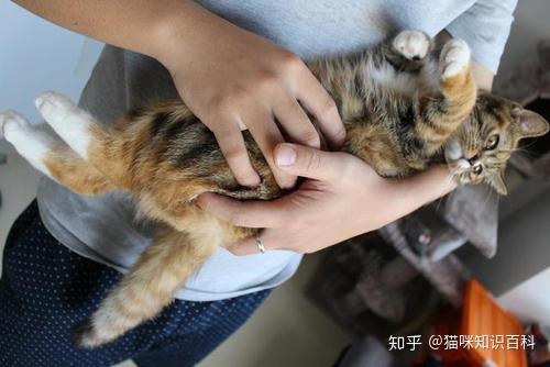 1,猫咪的肚子露出来了