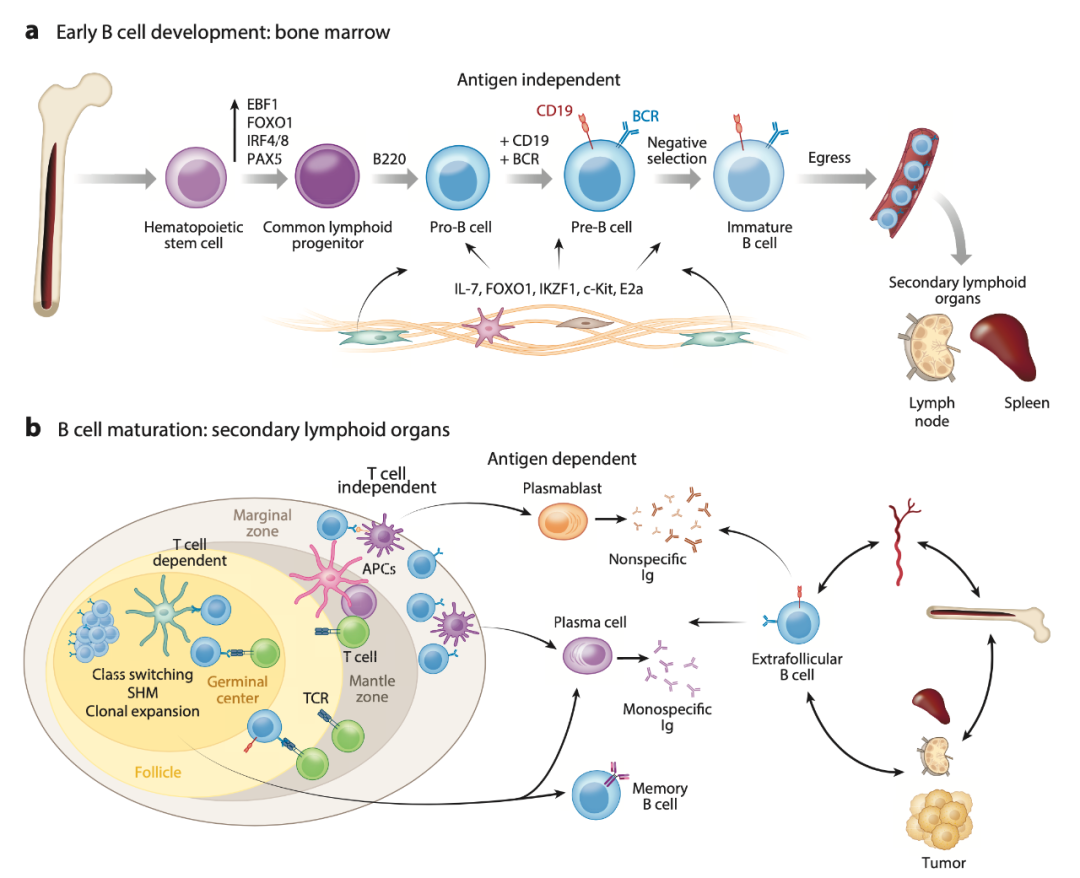 骨髓中 b 细胞发育的特征如下图所示.