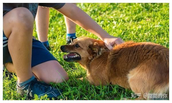 怎么看小狗是不是开心 v2-a889f1095ea7fa81c4771aec7e7ae98b_r.jpg