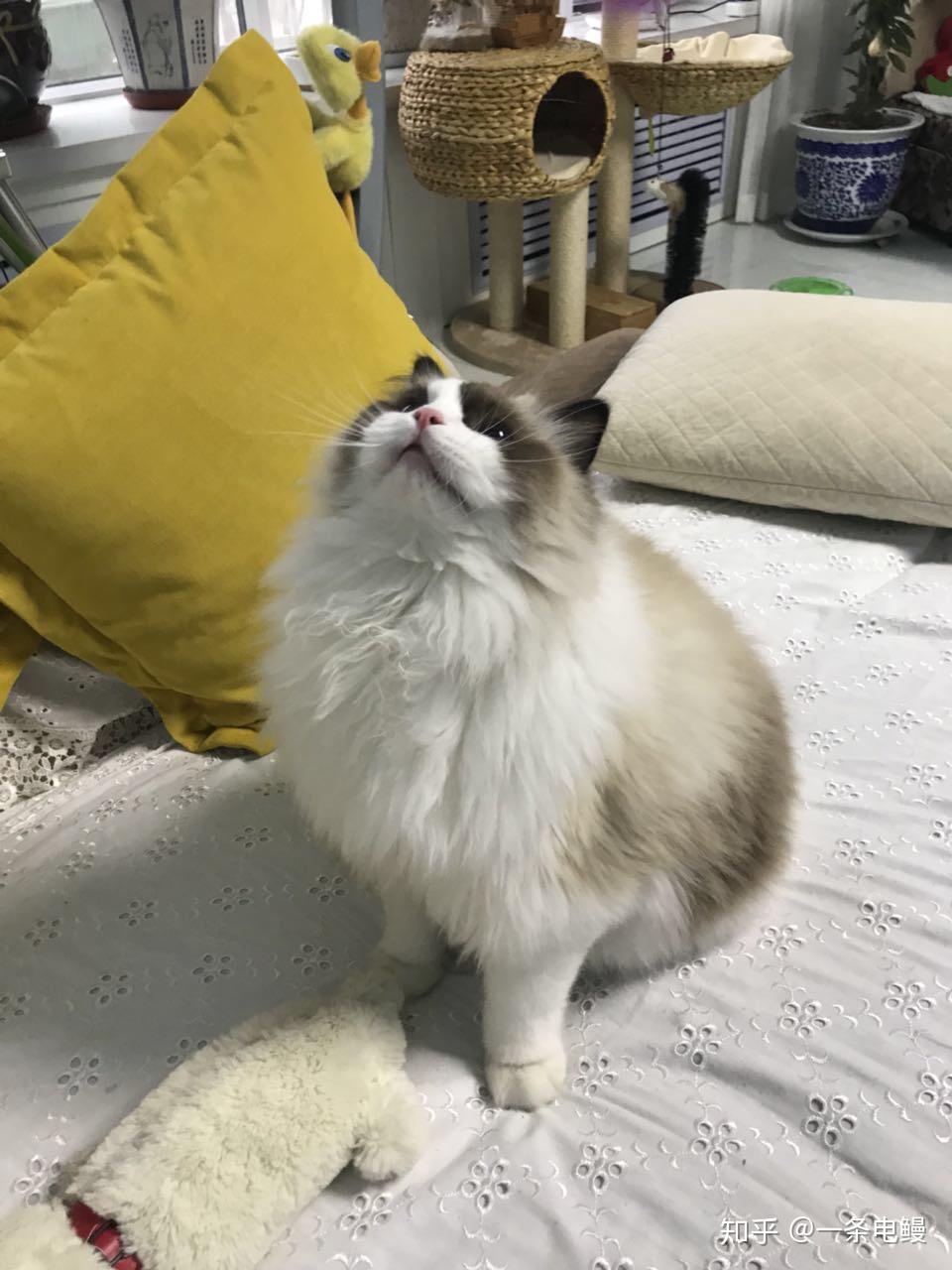 在大学宿舍养猫是一种什么样的体验?