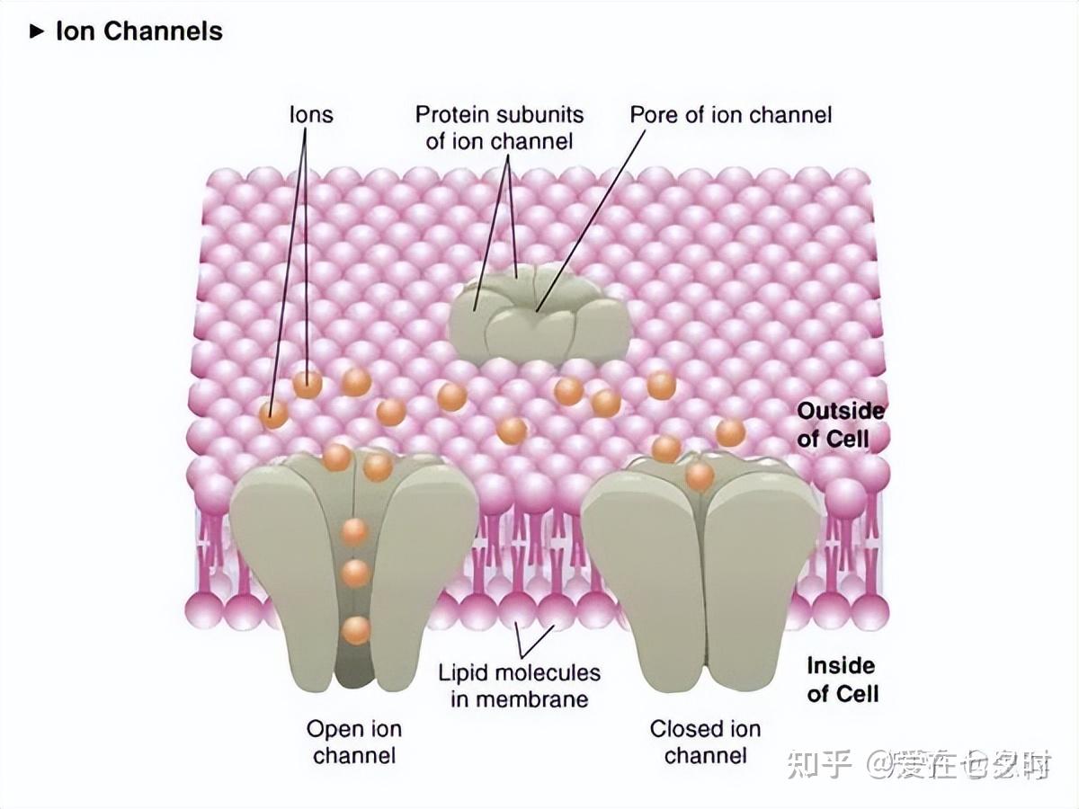 关于离子通道的分类及作用的详解； - 知乎
