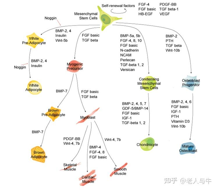 无处不在的万能细胞！MSCs治疗各种疾病崭露头角 - 知乎