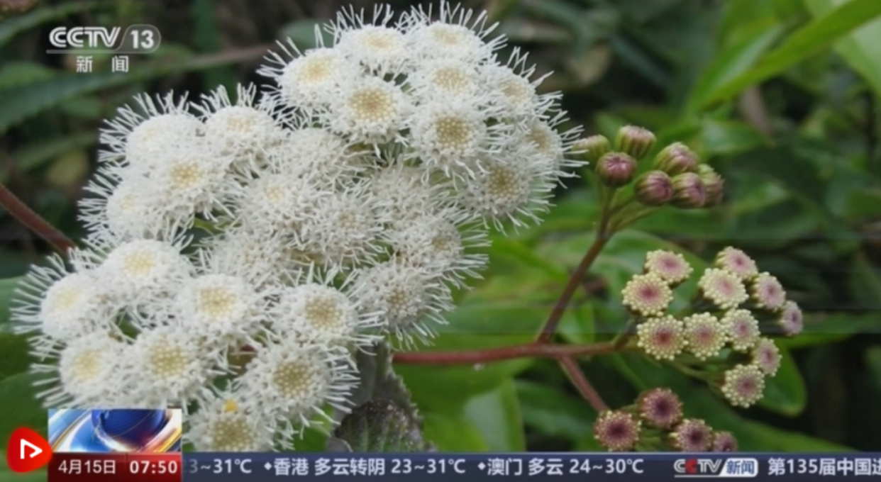 透视社生态关注我国已记录有660多种外来入侵物种面对外来物种入侵