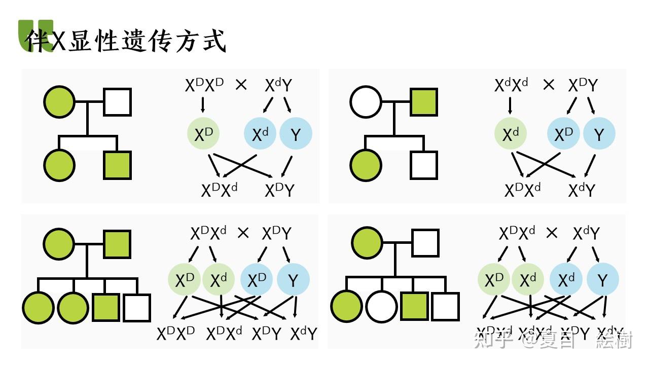 分支法遗传图解图片