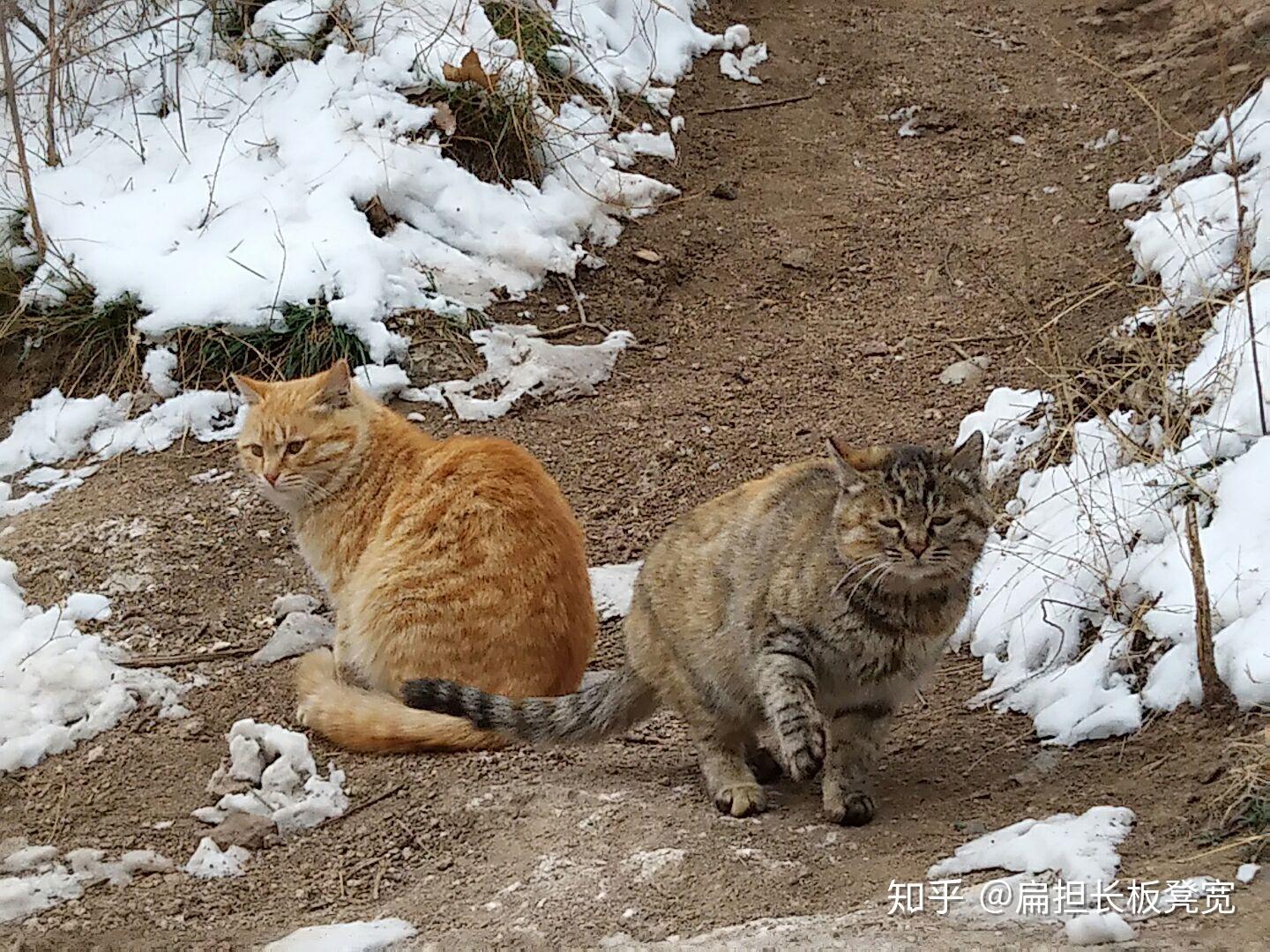 猫为什么一点也不怕蛇?