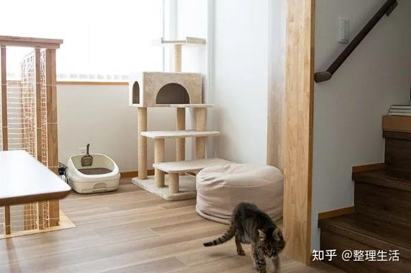 有宠物的家≠乱!与5只猫共住的63㎡独居小屋,藏着对生活的热爱 - 知乎
