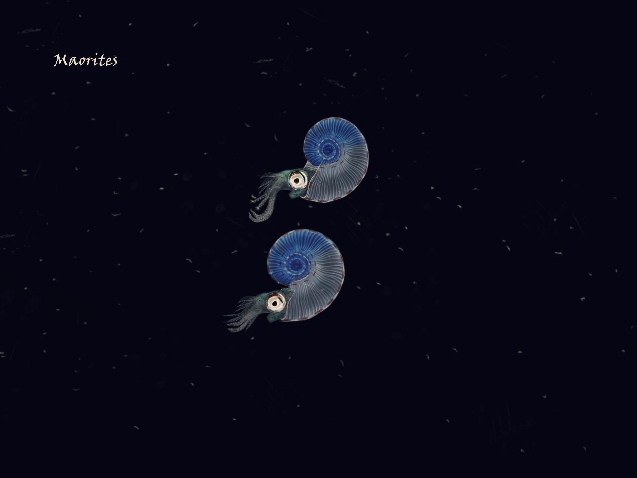 头足纲小传【续】 天亲船魂:船蛸科