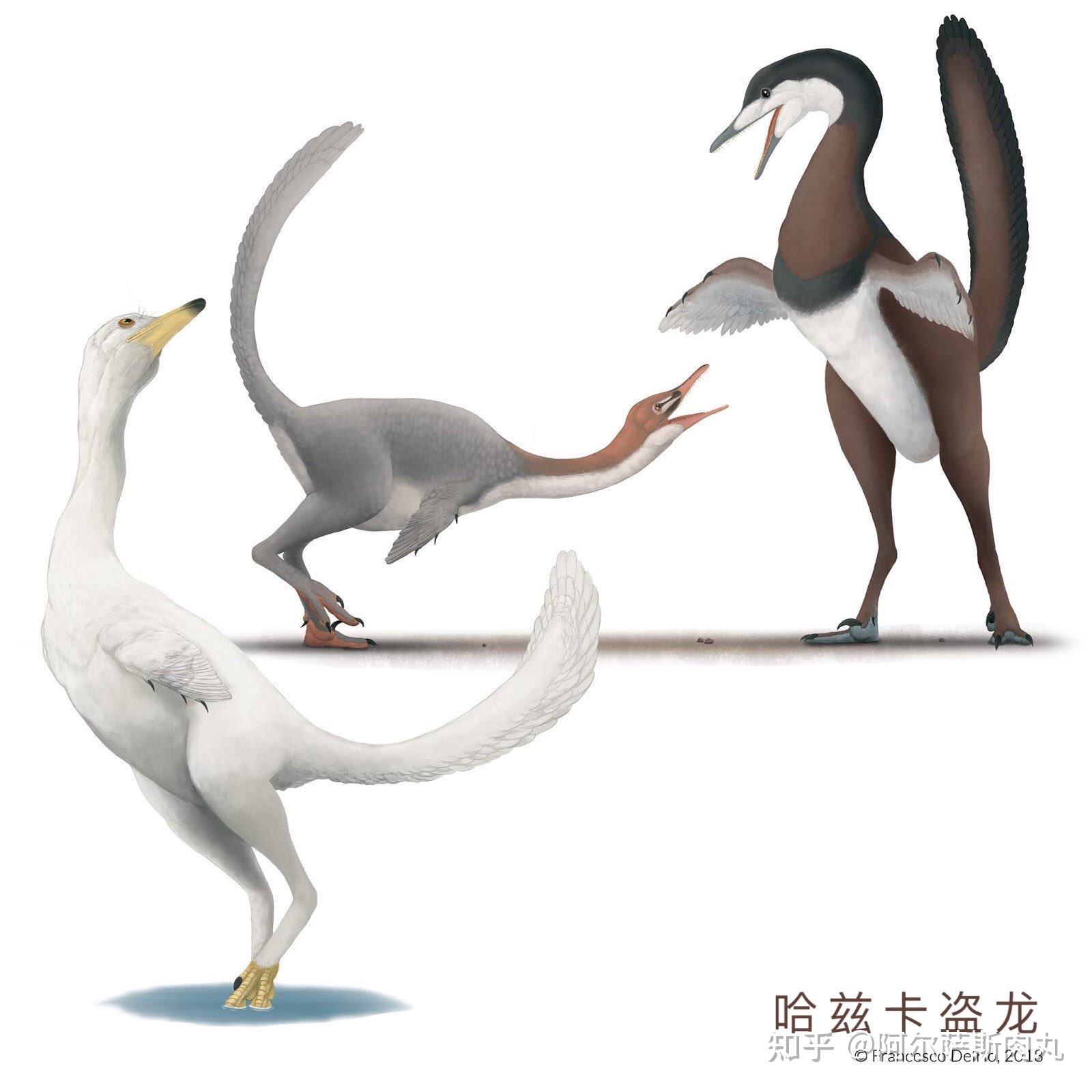 分类:〔恐龙总目—蜥臀目—兽脚亚目—驰龙科 dromaeosauridae
