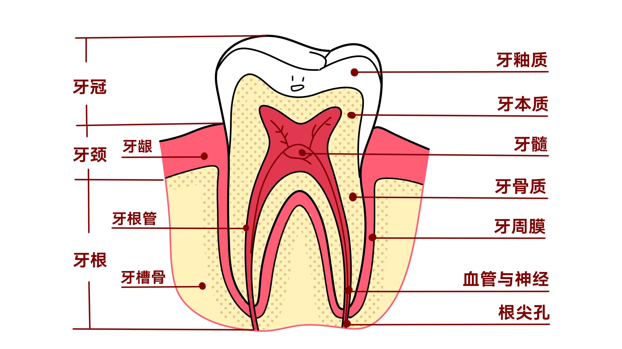 牙齿,却有着复杂的结构,从上至下是牙冠,牙颈,牙根;由外至里是牙釉质