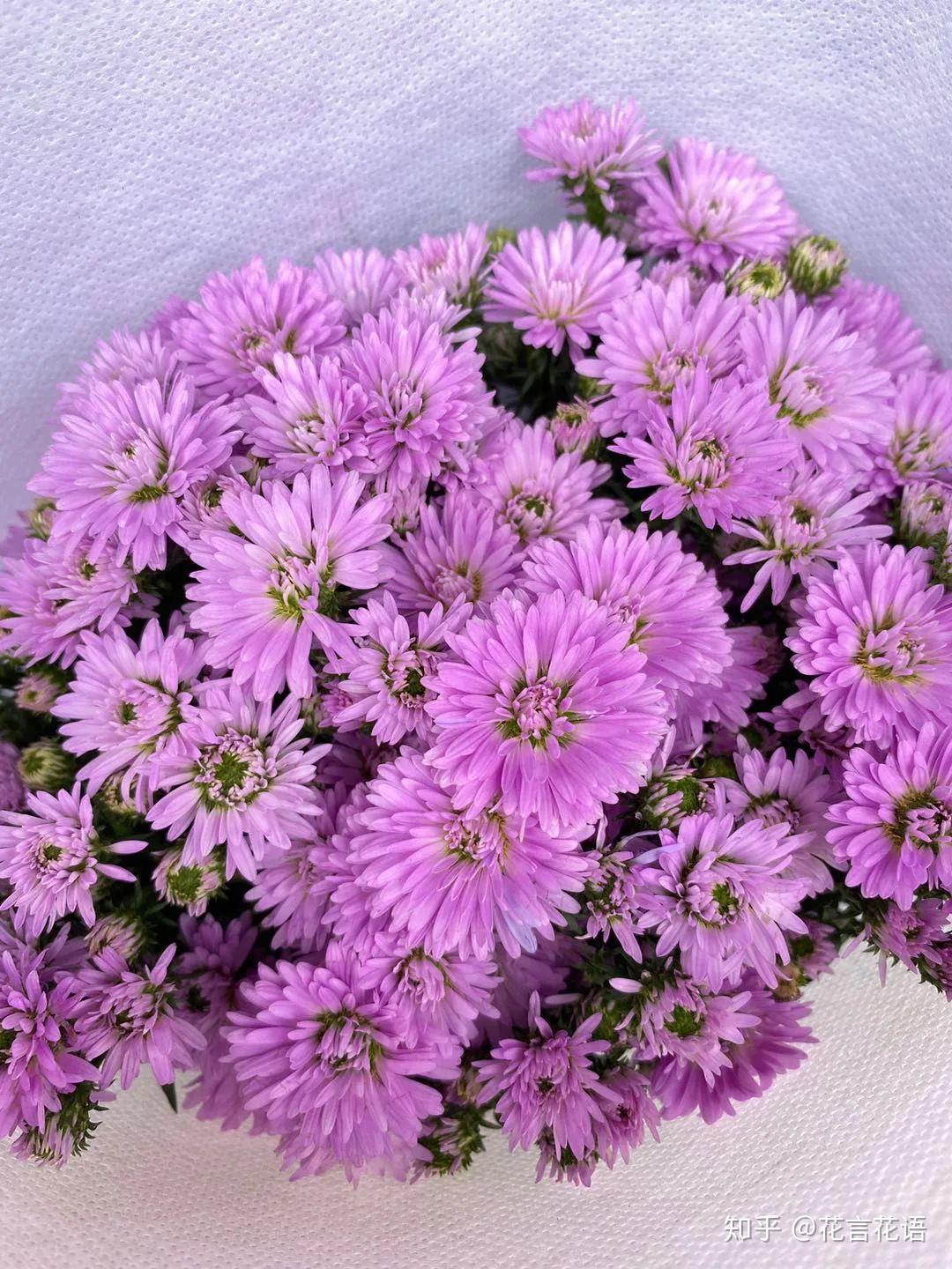 孔雀草养护指南