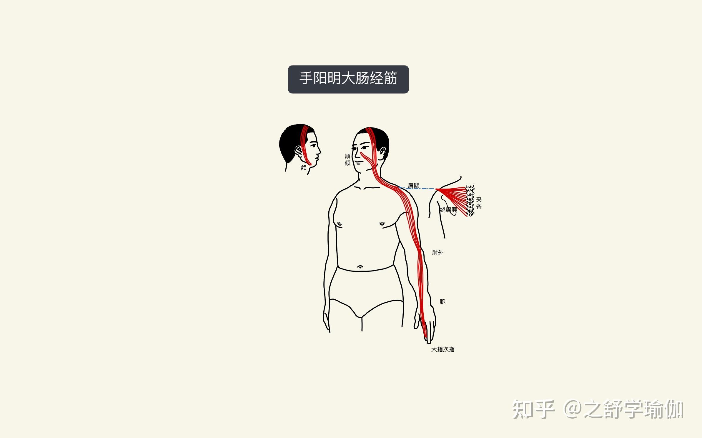 67 認識手陽明大腸經筋