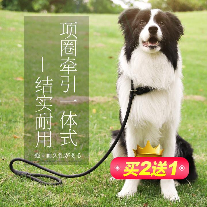 三种狗链 牵引绳的使用体验对比 知乎 三种狗链 牵引绳的使用体验对比 知乎