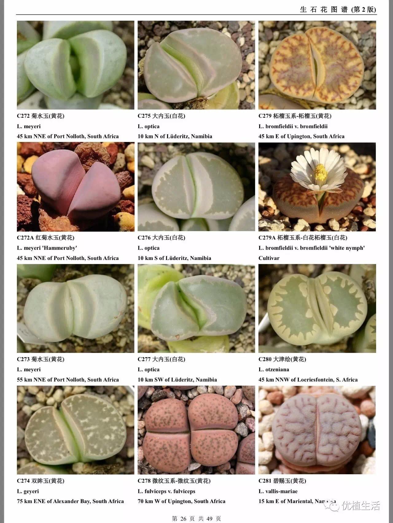 多肉植物#生石花#高清大图图鉴 - 知乎