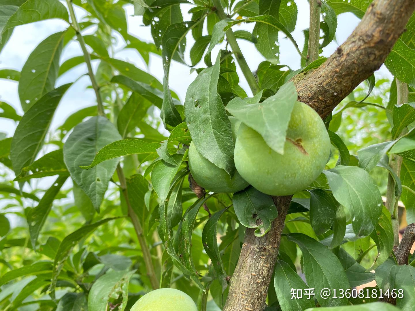 「厚强李子苗基地」如何预防李树苗发生李侵染性流胶病——下 - 知乎