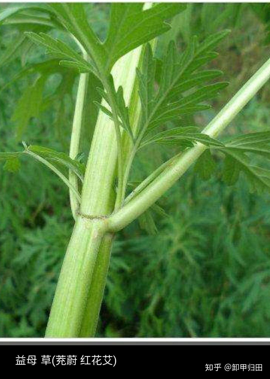 山东农村老人说的天麻棵原来是益母草