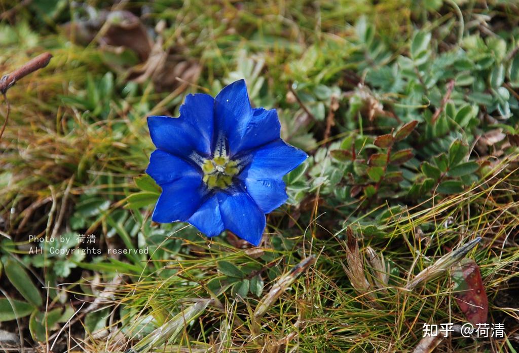 离天很近的那些植物蓝玉簪龙胆