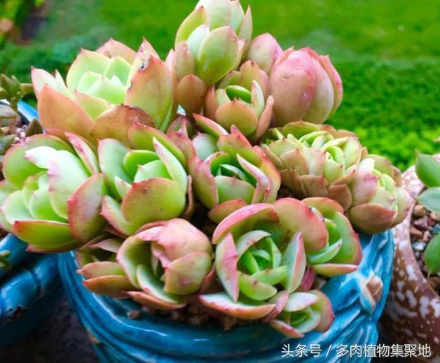 怎么除掉多肉上面的介壳虫?