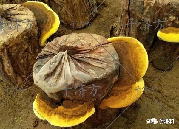 根据论文数据来挑选桑黄！读完成为“桑黄小专家” - 知乎
