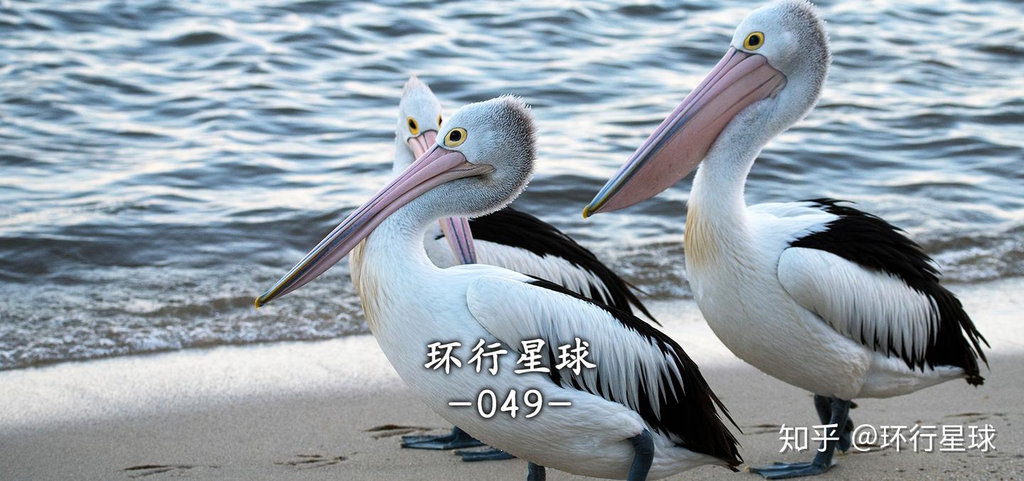 熊猫的福利，你们享受不到- 知乎