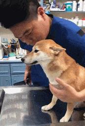 我寻思一只狗能有多记仇直到它绝育后每天去医院骂街