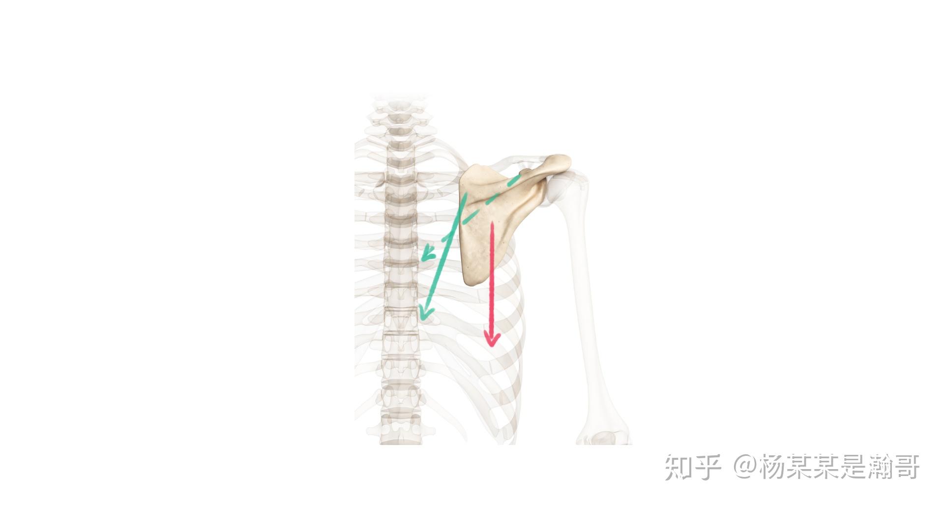肩胛骨的主要运动及其肌肉运作 #12722 播放 · 0 赞同视频67第一组