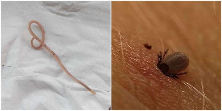 狗狗有寄生虫的10大症状 宠物应该多久体内体外驱虫一次 知乎 狗狗有寄生虫的10大症状 宠物应该多久体内体外驱虫一次 知乎