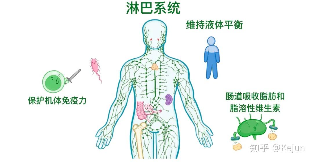 人体五大淋巴位置图图片