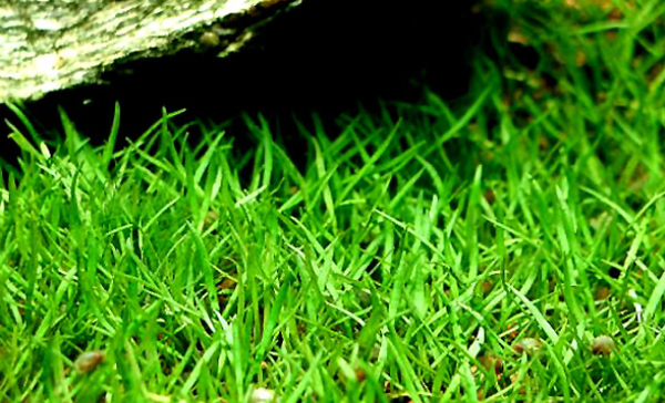 常见水草科普七 伞形 石竹水草 关于草缸前景草皮的选择原来这么多 知乎