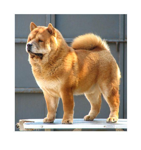 本犬纲目(中国本土狗品种大全) - 知乎