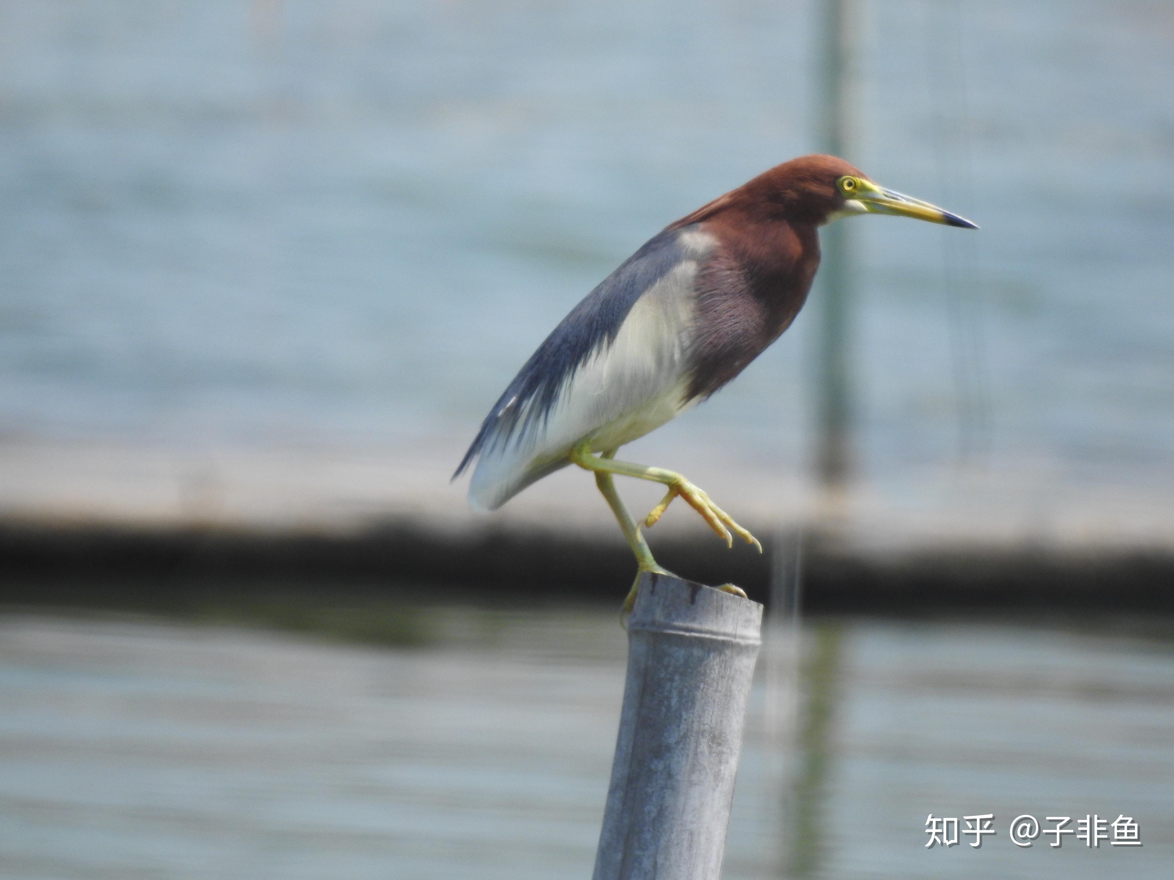 青海湖国家级自然保护区-大白鹭 - 中国自然保护区生物标本资源共享平台