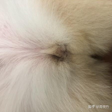 狗狗下体流褐色东西怎么回事
