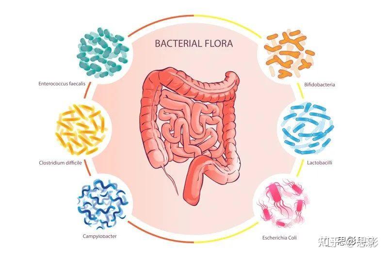 思影科技微生物菌群分析业务