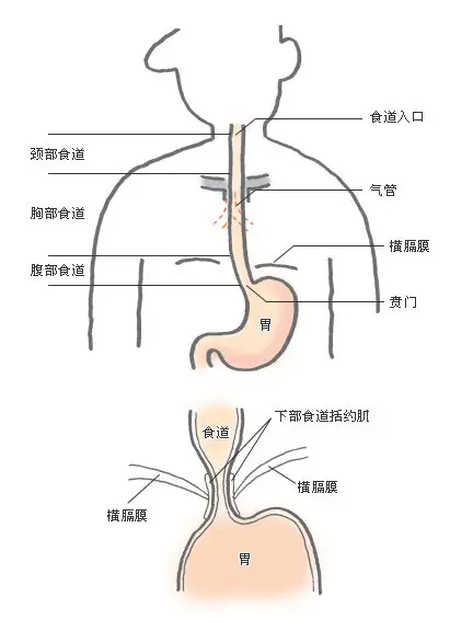 食管位于什么位置?