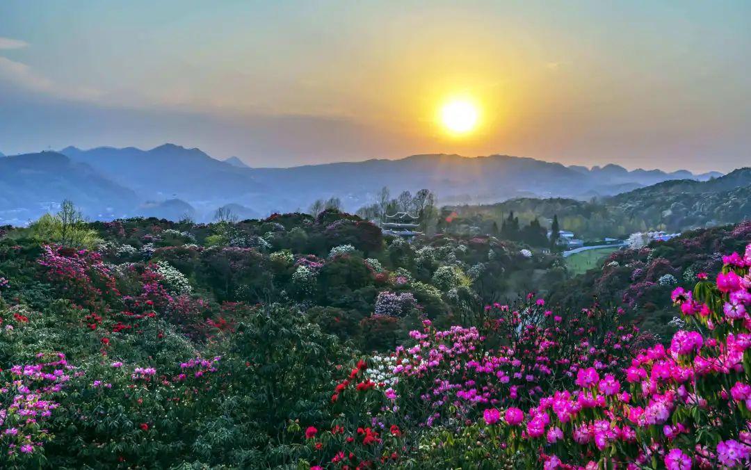地球彩带世界花园贵州百里杜鹃风景区到了最美时刻约吗