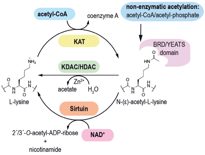 a1.乙酰化修饰描述
