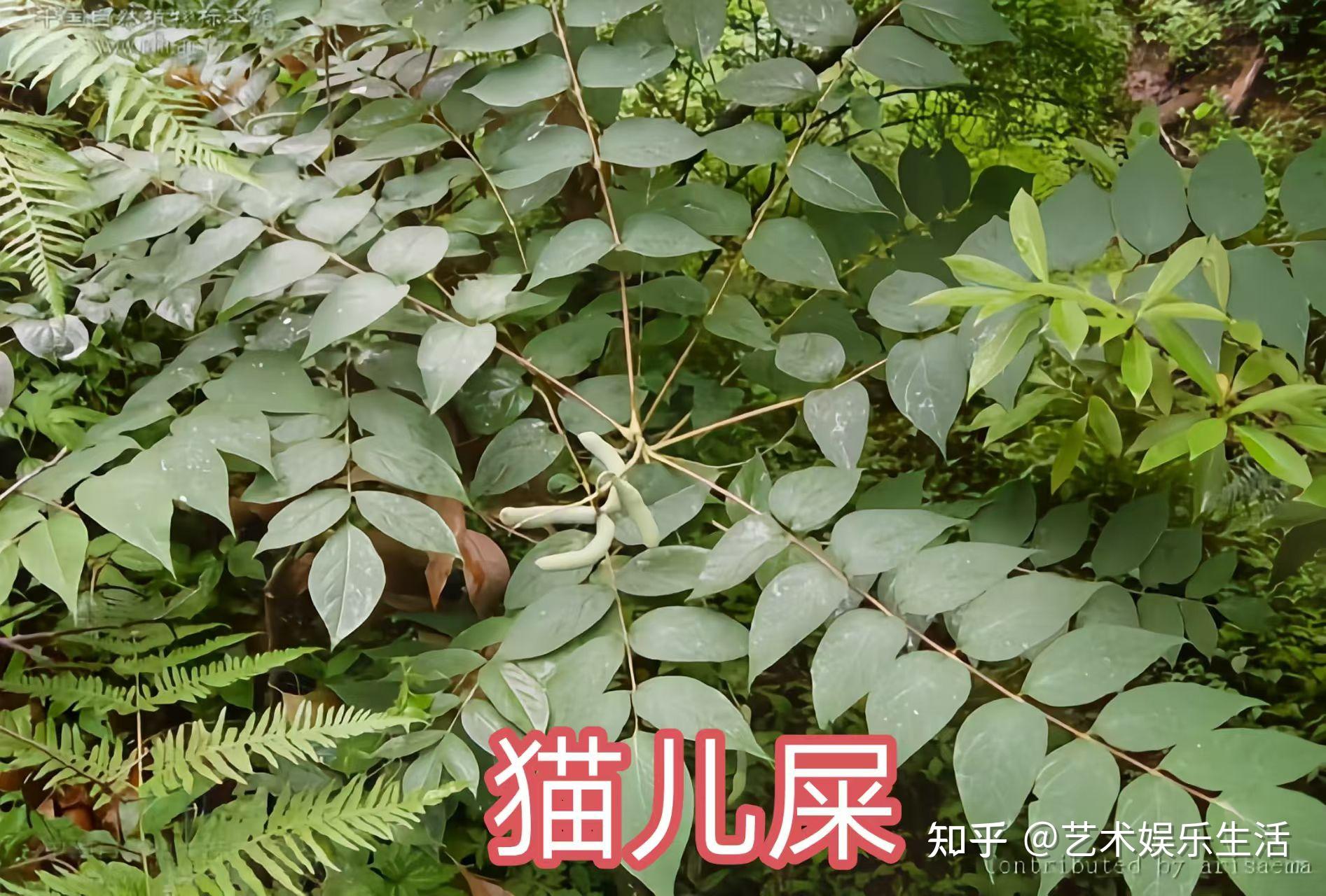 木通科的7种代表植物 - 知乎