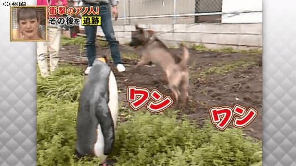 24年前它背着书包萌翻全世界 24年后这只小企鹅又看哭了所有人 它只是换个方式陪伴你 知乎